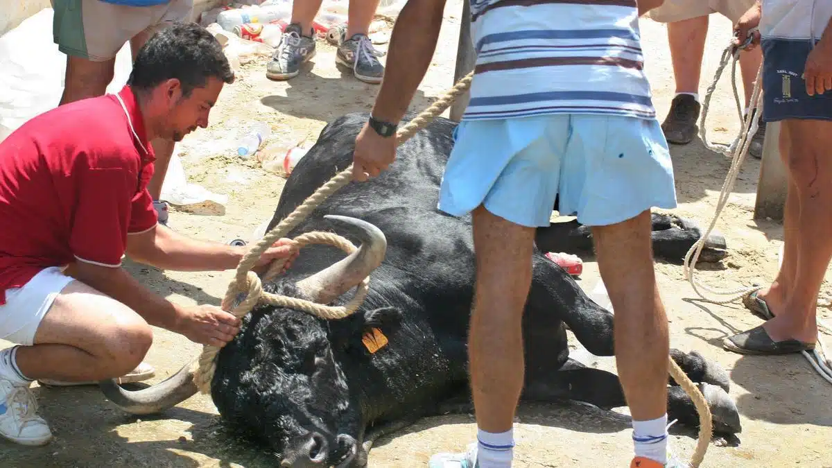 ¡Cruel espectáculo! Toro fue hostigado hasta que cayó al agua y murió ahogado