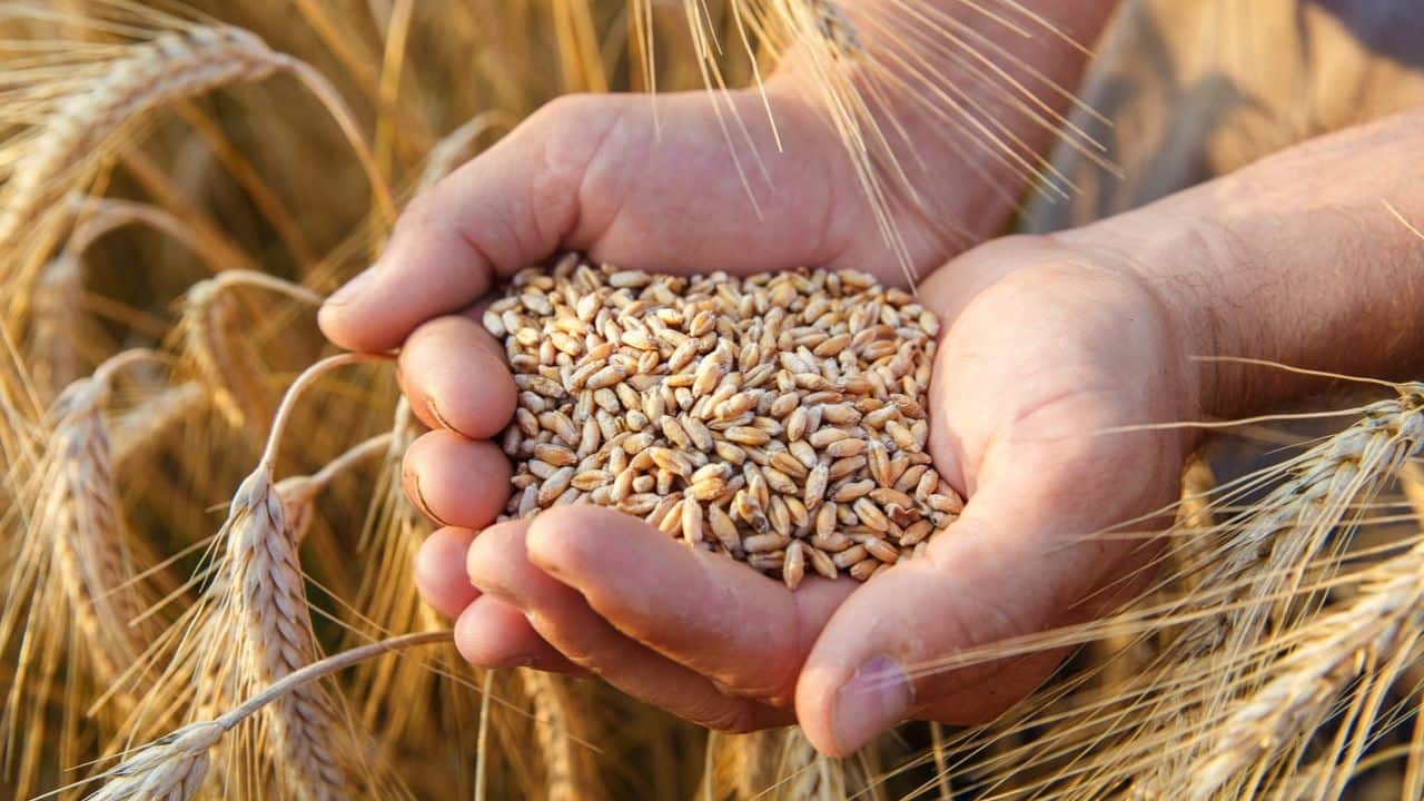 La situación es crítica para el sector campesino porque quedarán