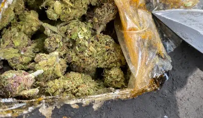 Mariguana decomisada en bolsas de carbón