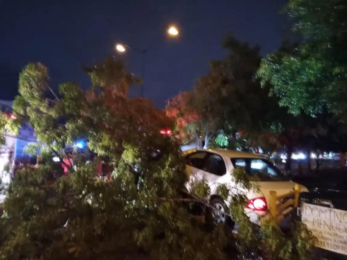 Pierde el control del auto y derriba dos árboles en Hacienda del Seminario, Mazatlán