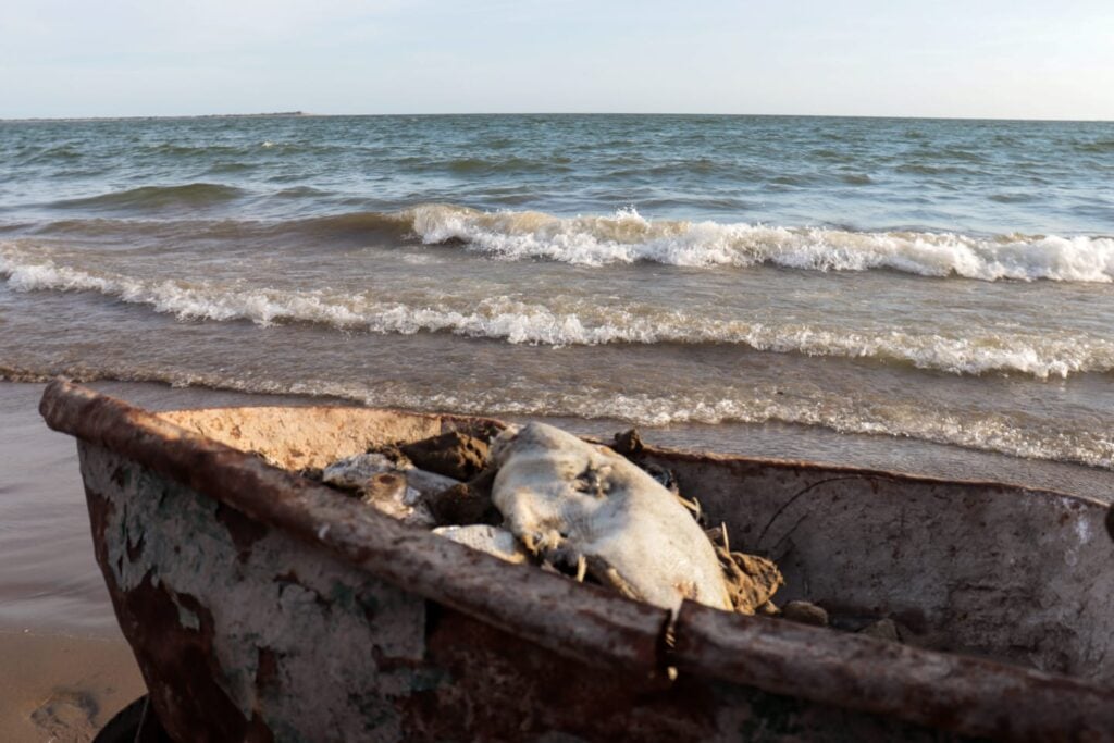 Retiran peces muertos de El Maviri para evitar que traten de consumirlos