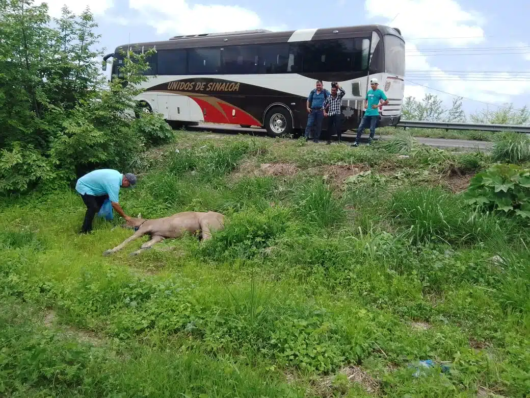 Una persona que montaba un caballo fue atropellada por un autobús de pasajeros.