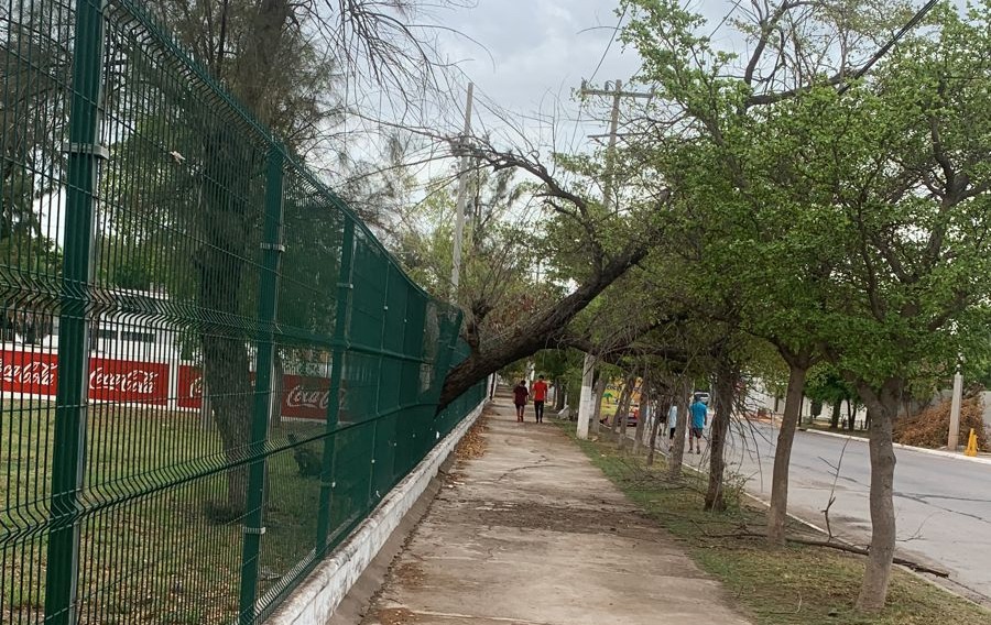 árbol cayendo