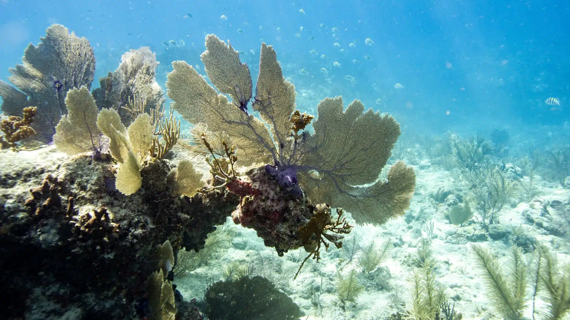 arrecifes de coral en las aguas de Florida