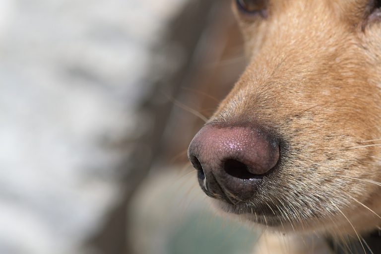 Nariz de perrito