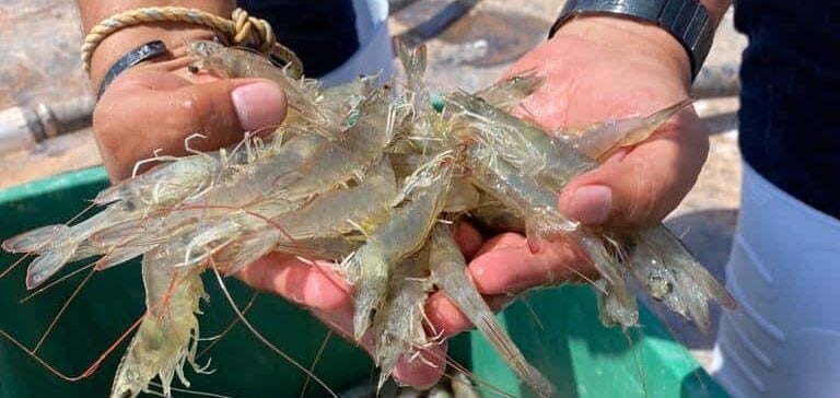 camarones sacados del mar por pescadores