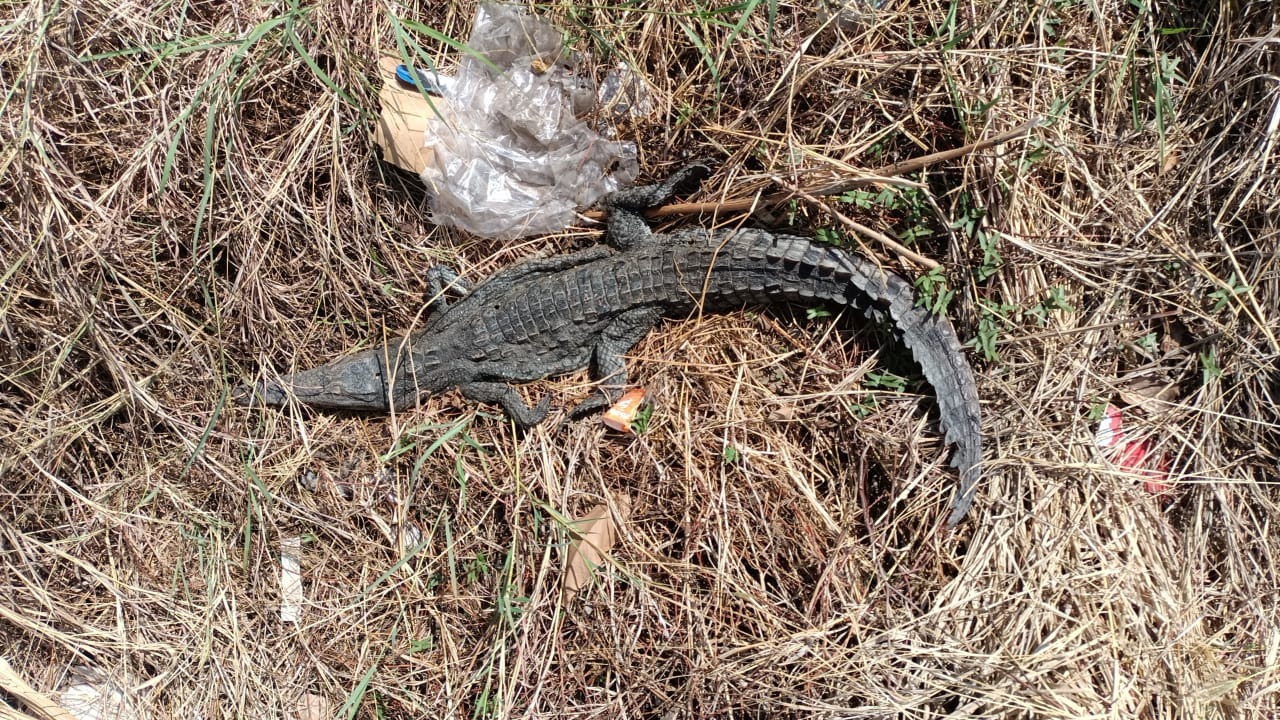 cocodrilo disecado