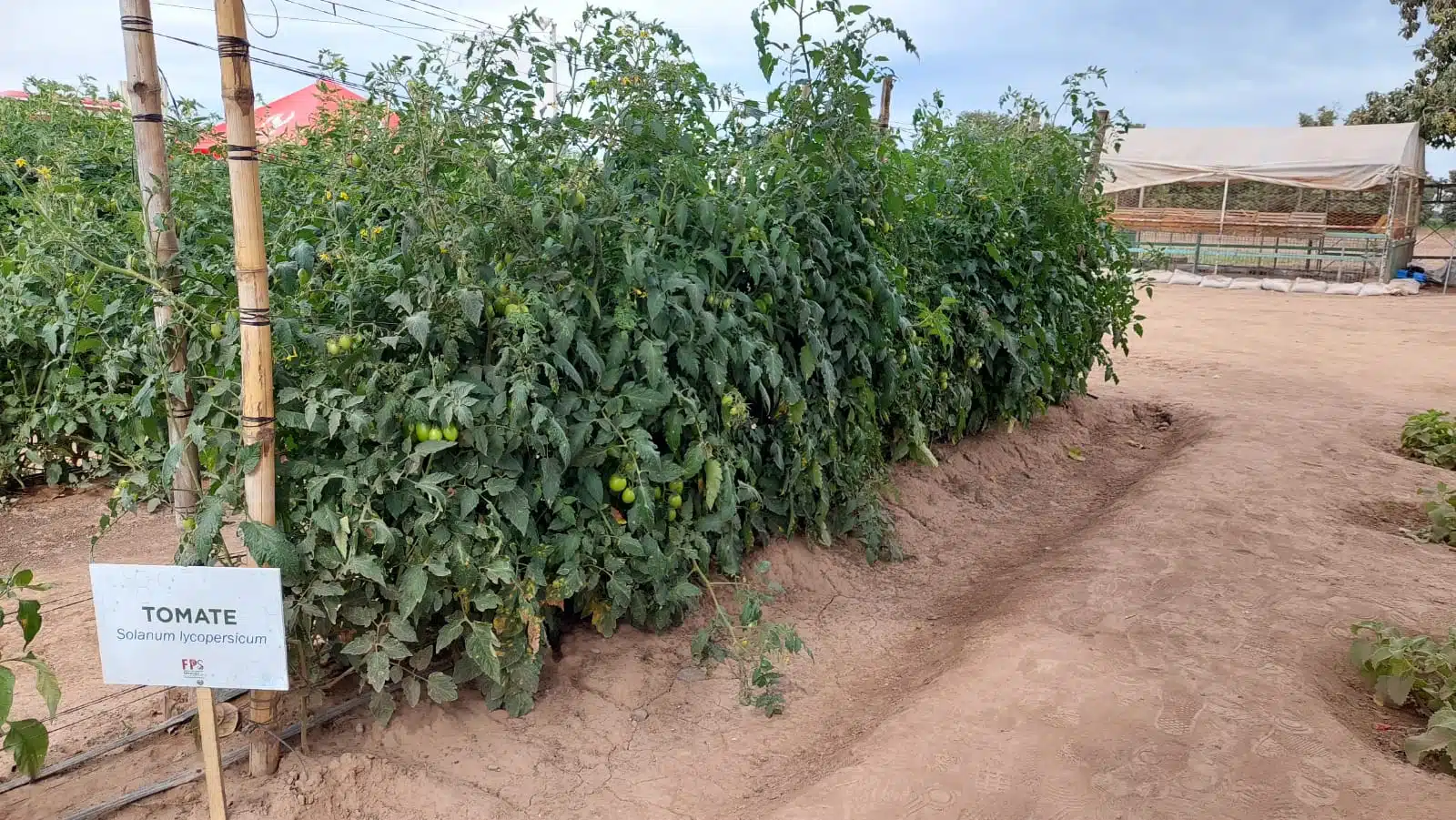 cosechas de Sinaloa