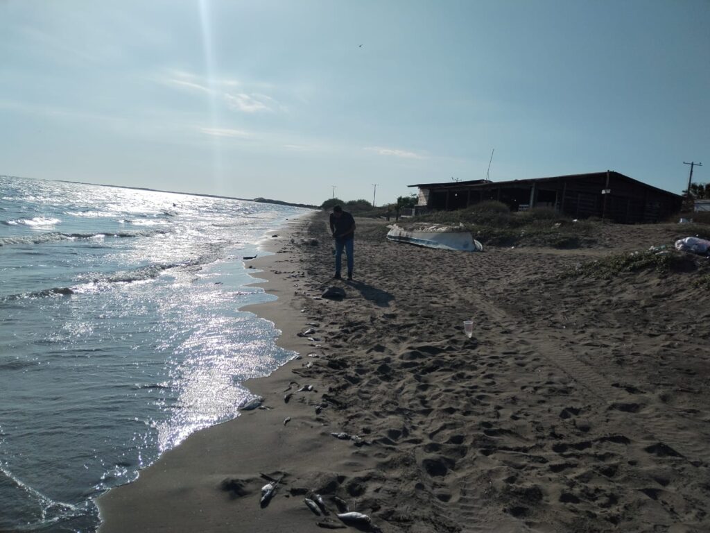 Personal de Protección Civil en la playa El Maviri donde se localizaron los peces muertos