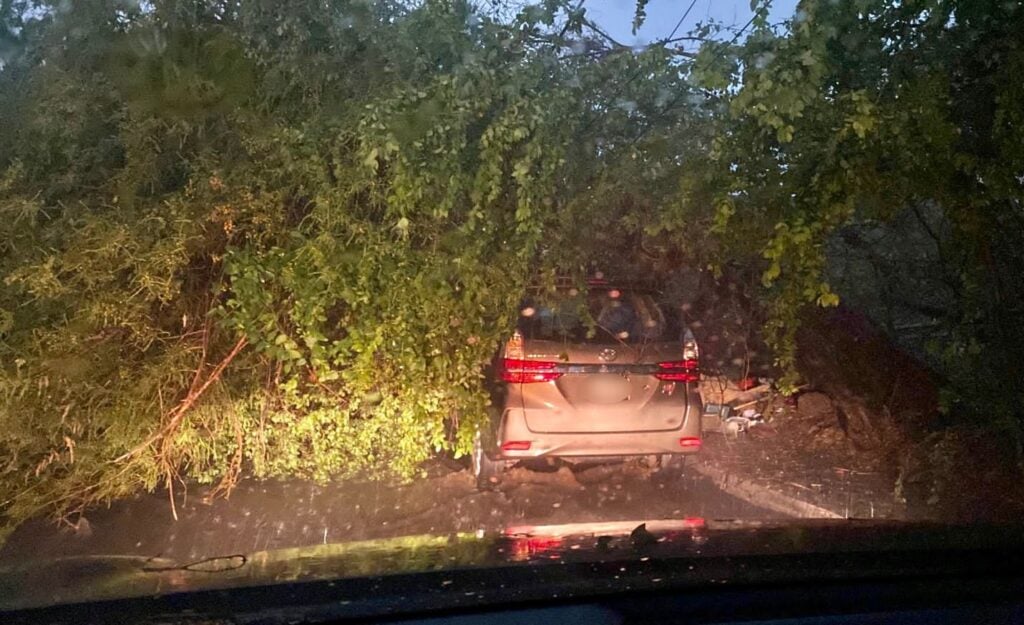 Vehículo atorado bajo una gran rama de árbol que se vino abajo