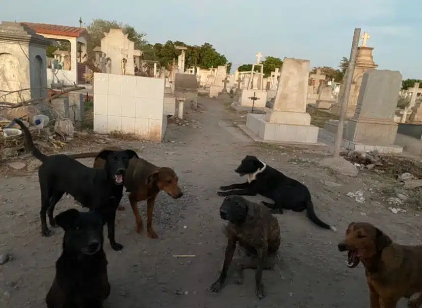 Asesinan perros