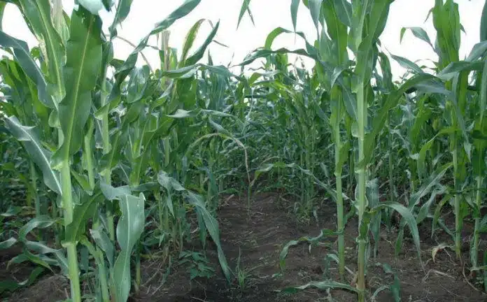 lluvia en cosecha de maíz