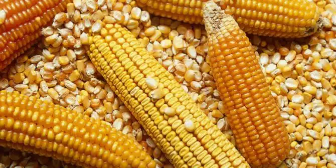 comercialización de maíz en su fase final de cosecha en Sinaloa