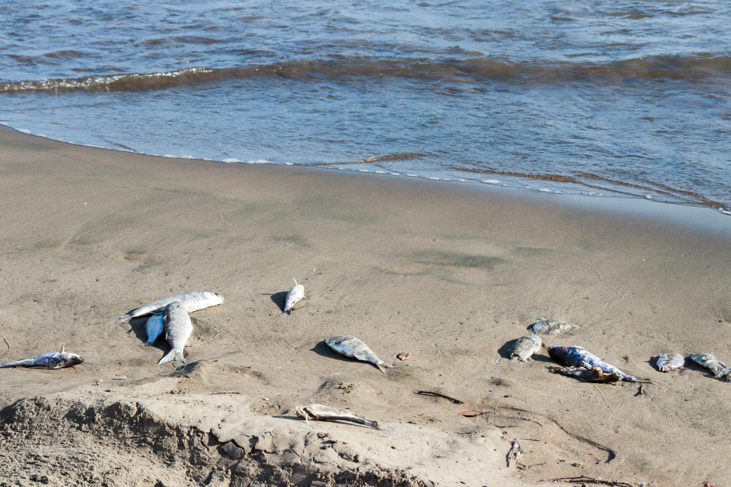 Aparecen peces muertos en El Maviri y la bahía de Topolobampo