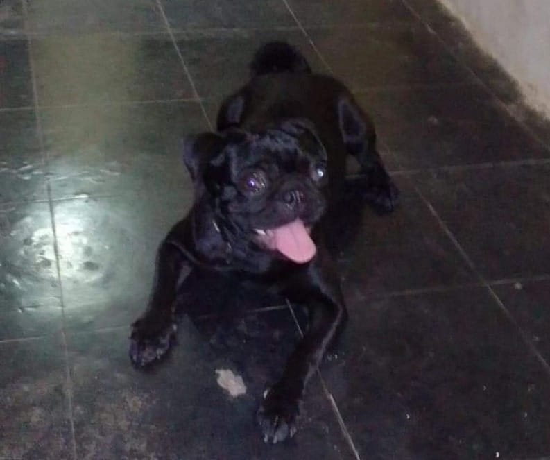 perro de raza pug Blacky