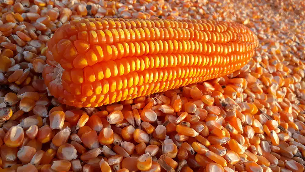CNC RECIBE PRORROGA de FIRA para pagar los créditos de la siembra del maíz