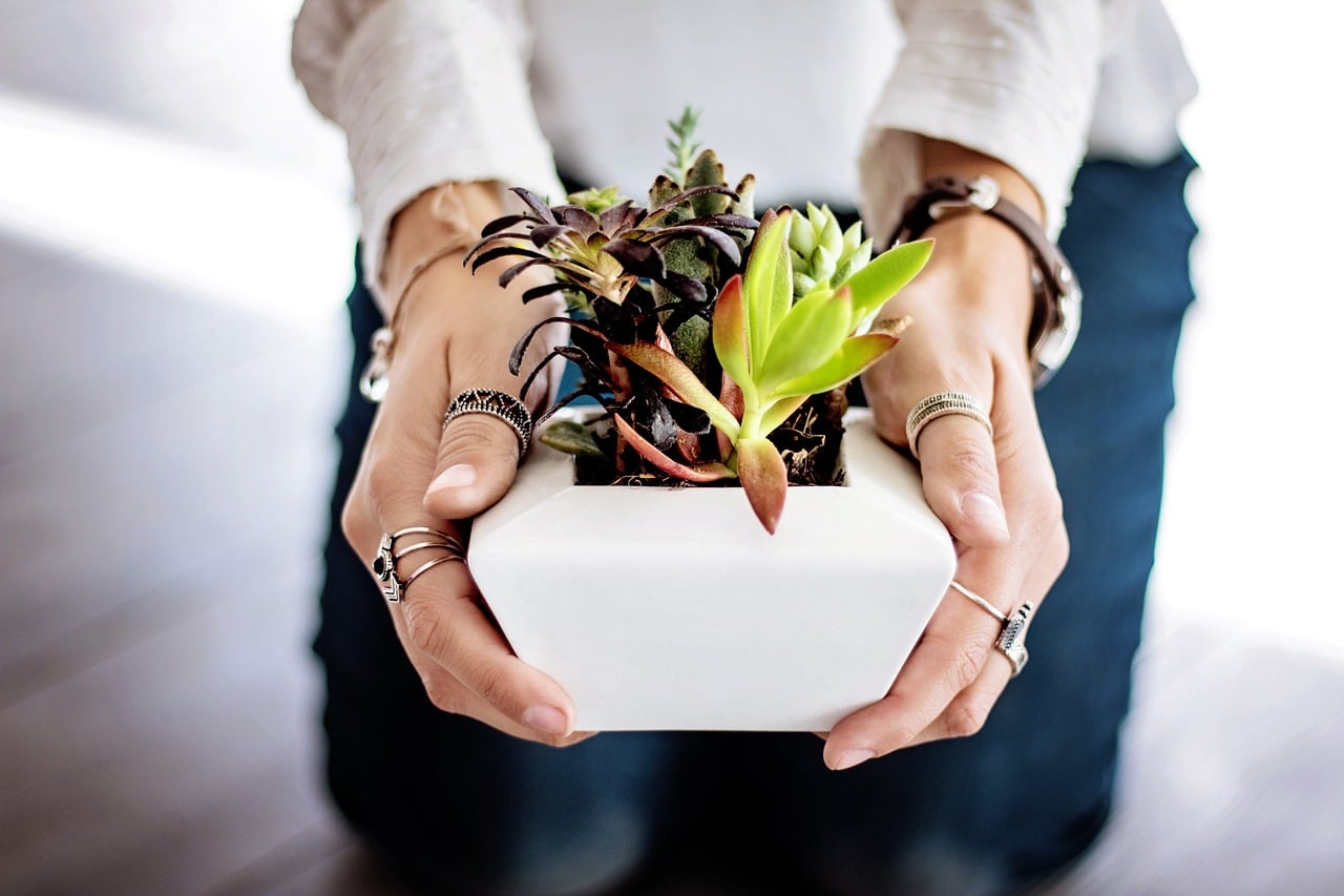 Maceta con diversas plantas suculentas