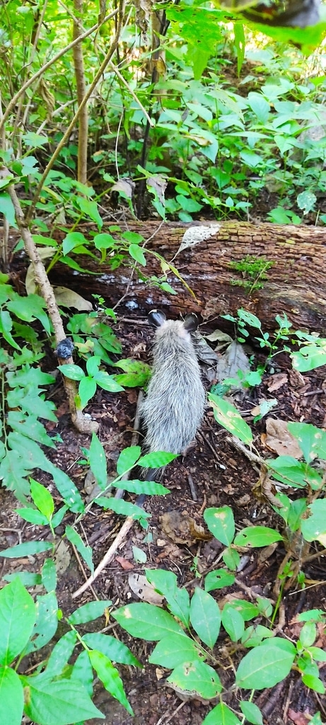 tlacuache