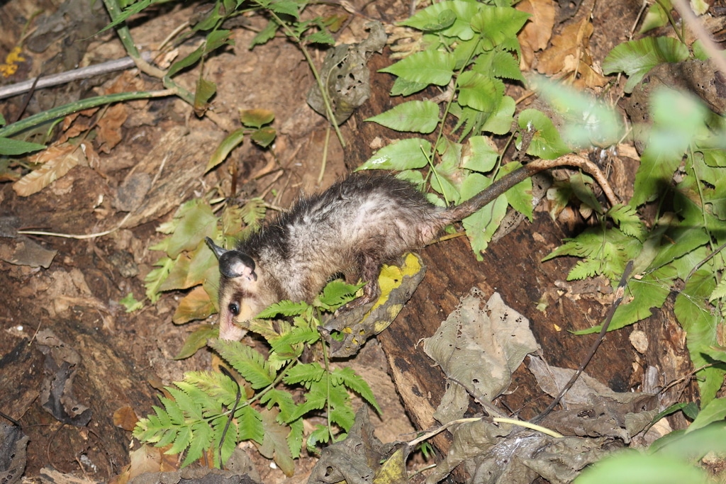 tlacuache