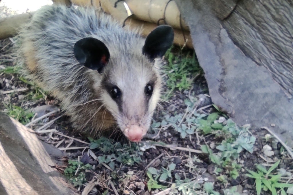 tlacuache