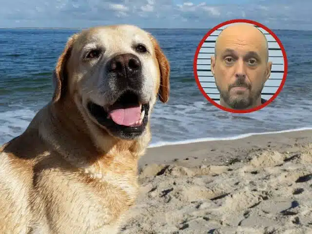 ¡Maltrato animal! En EU, hombre ahoga a su perro en el mar porque tenía pulgas