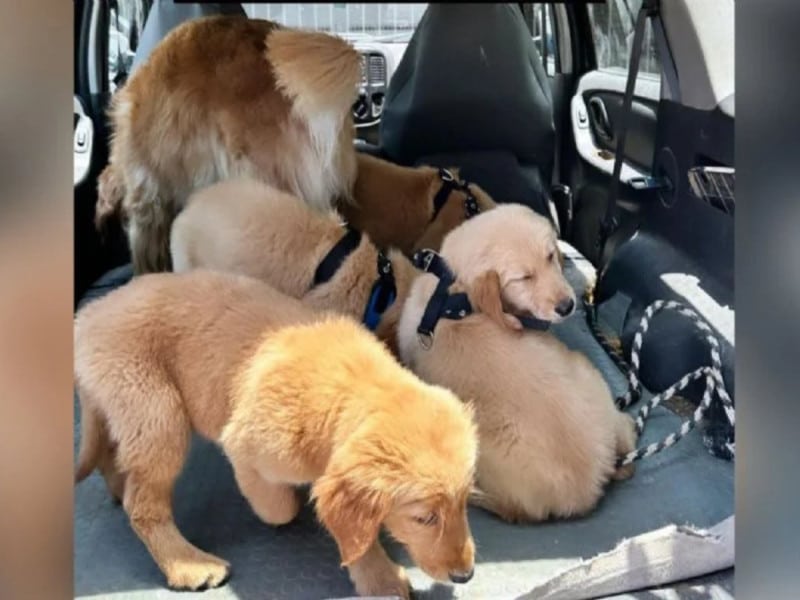 ¡Otro caso de animales! Acusan muerte de perros en escuela de adiestramiento en Nuevo León