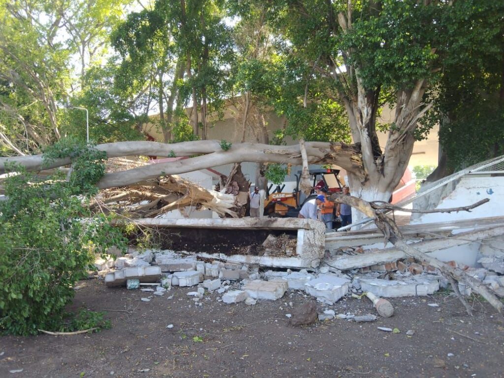 Demolición y árboles caídos en el estadio Guasave 89