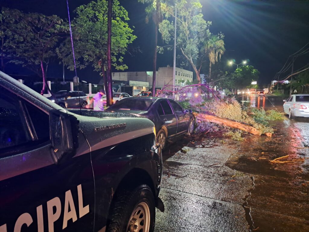 Patrulla de la Policía Municipal en el lugar donde árbol cayó sobre un vehículo