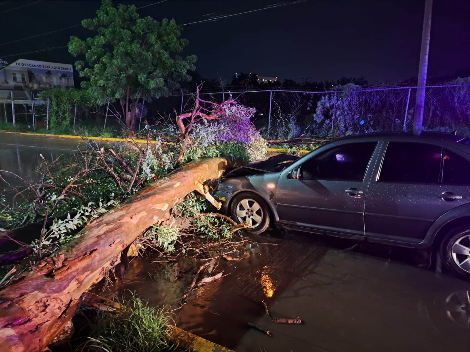 Árbol caído sobre la parte delantera de un vehículo