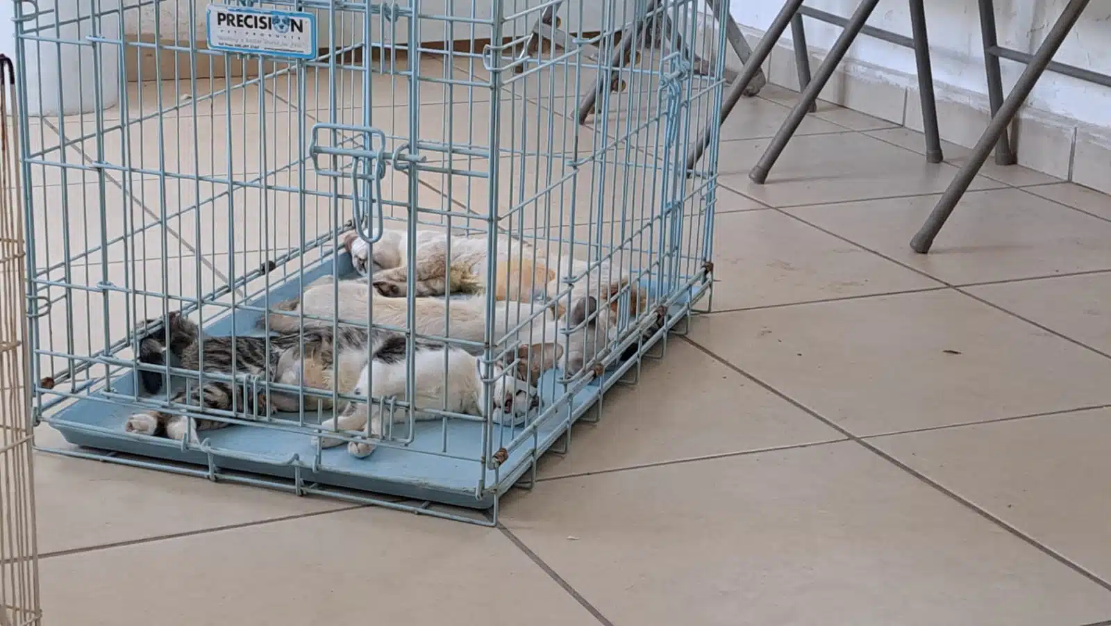 Gatitos dormidos dentro de una jaula