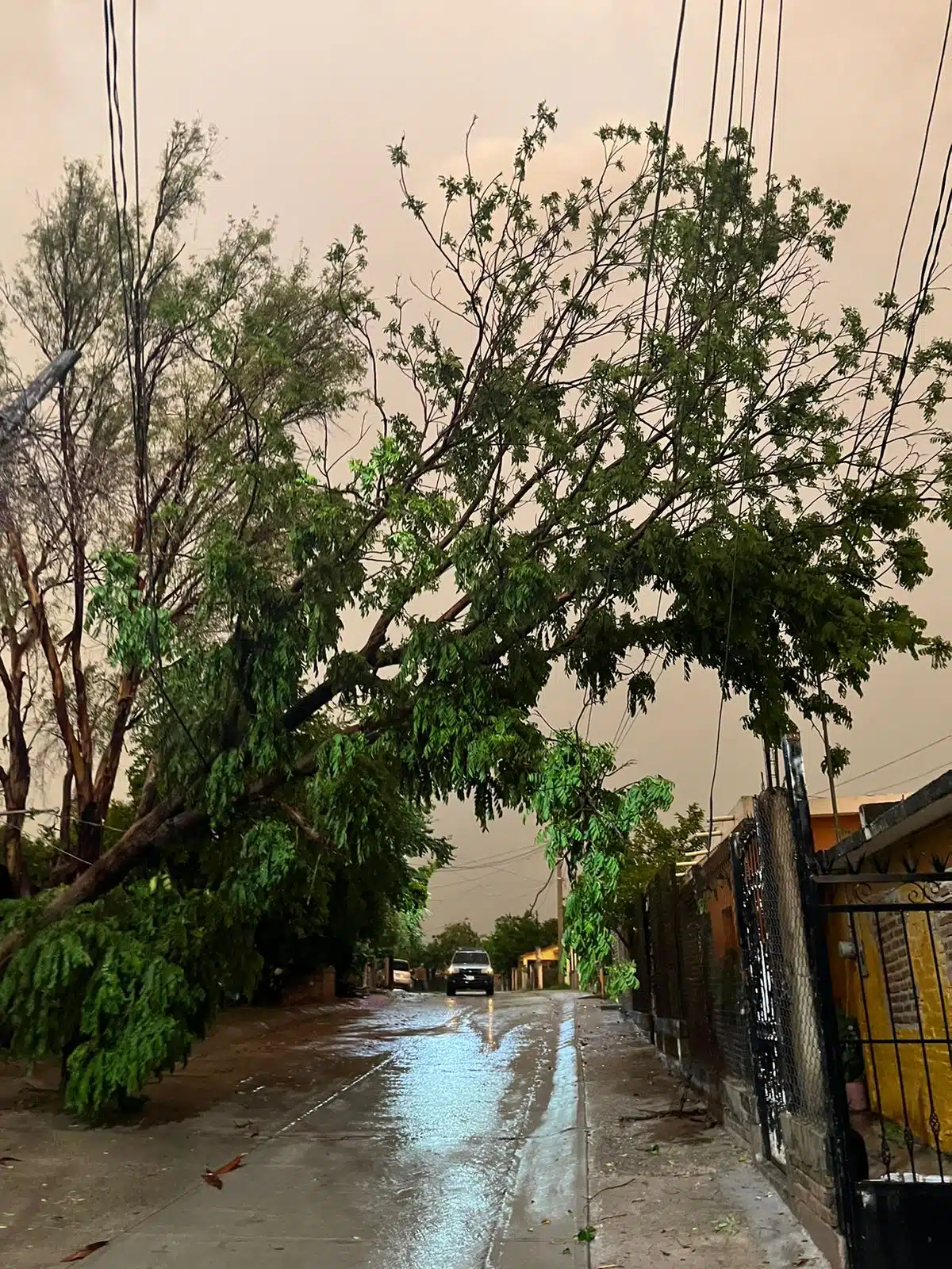 Árbol caído en dirección a una calle mojada por las lluvias en El Fuerte