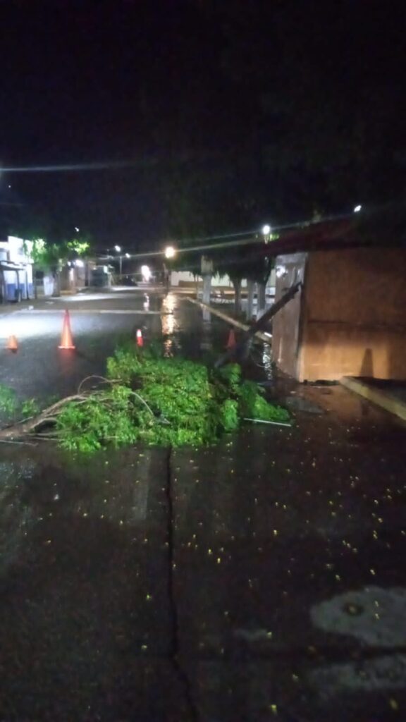 Árbol caído por lluvias torrenciales en El Fuerte