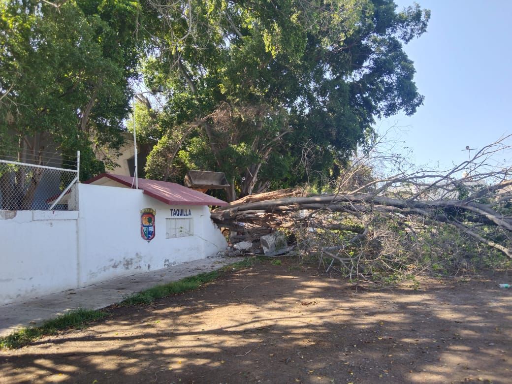 Demolición y árboles caídos en el estadio Guasave 89