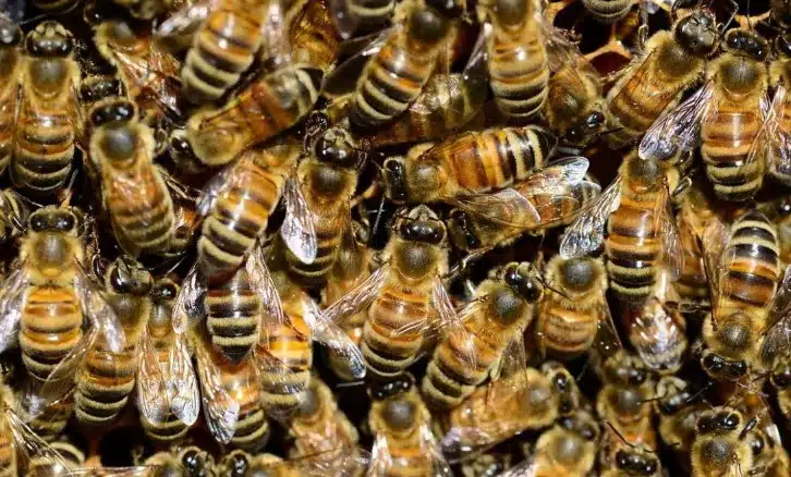 Alertan por fuga de 50 millones de abejas en Toronto