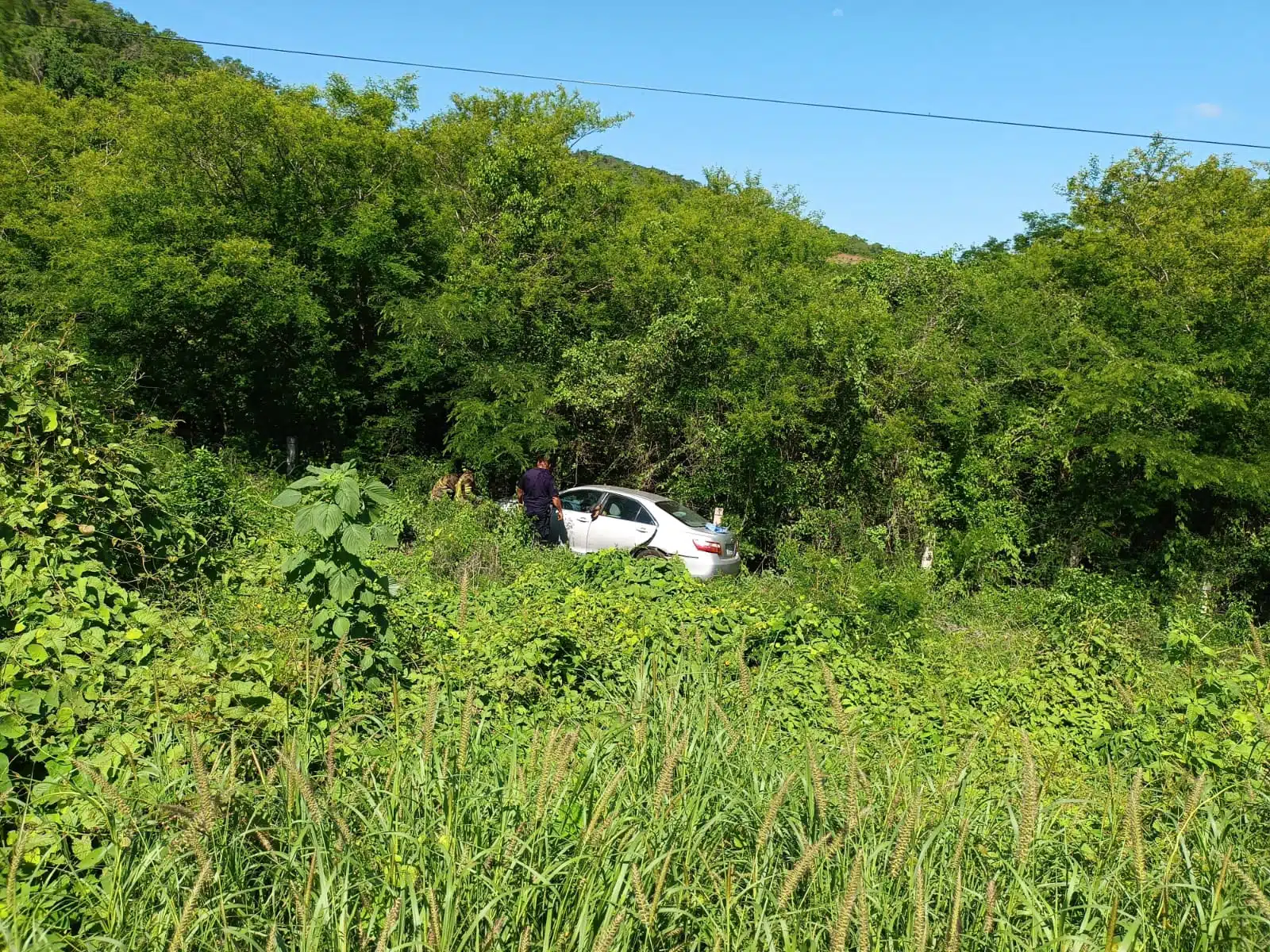 Un carro entre arbustos y árboles