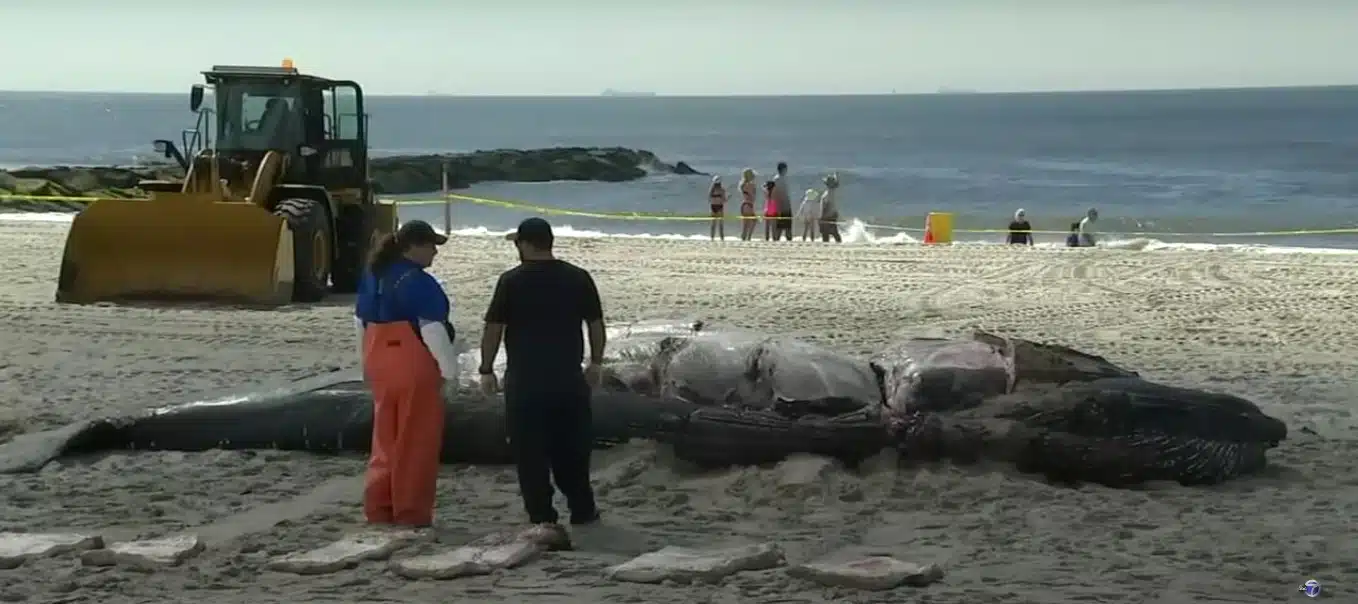 Acusan misterio ecológico en EU por muerte de 3 ballenas en 4 días