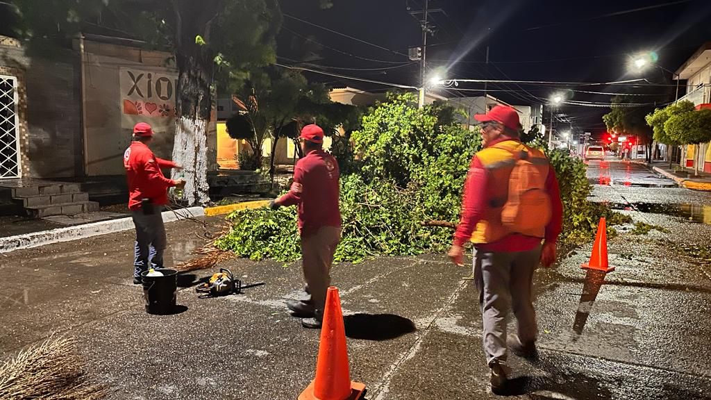 Los brigadistas atendieron un llamado y quitaron un árbol que estaba obstruyendo la vialidad.
