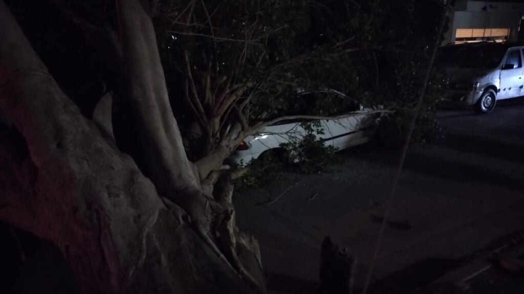 Un árbol arriba de un carro