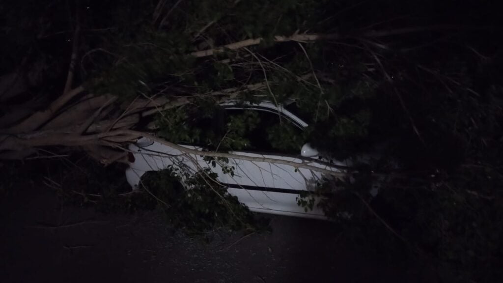 Un árbol arriba de un carro