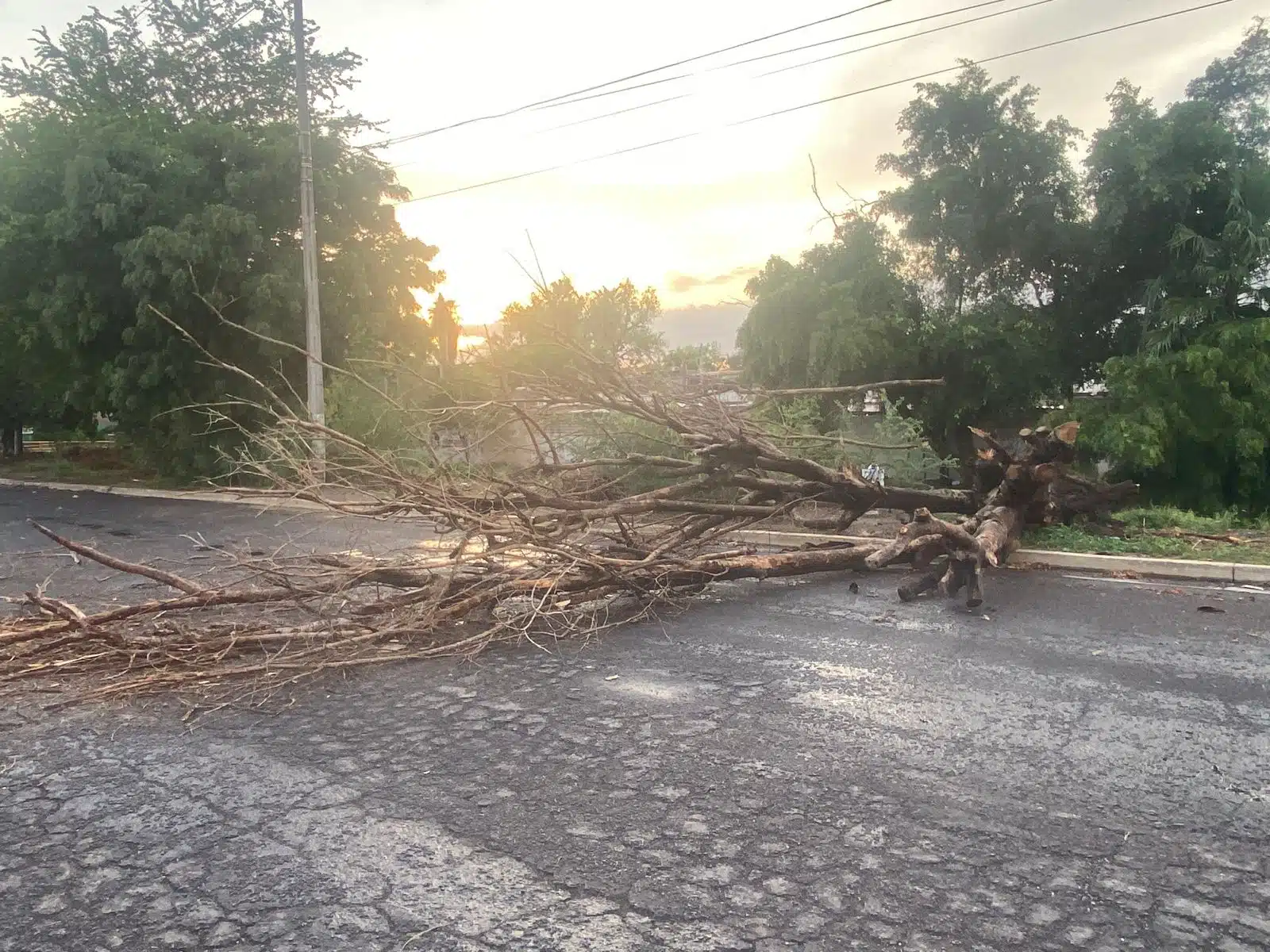 Árbol caído en carretera