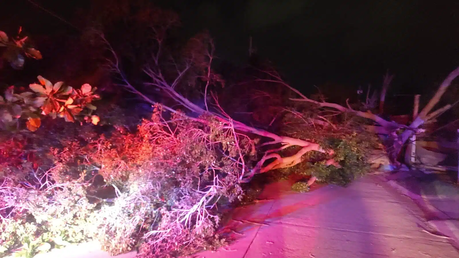 Árbol caído sobre una calle