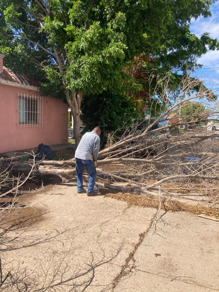 AVANZA RETIRO DE ÁRBOLES CAIDOS POR TORMENTA, EN GUASAVE.