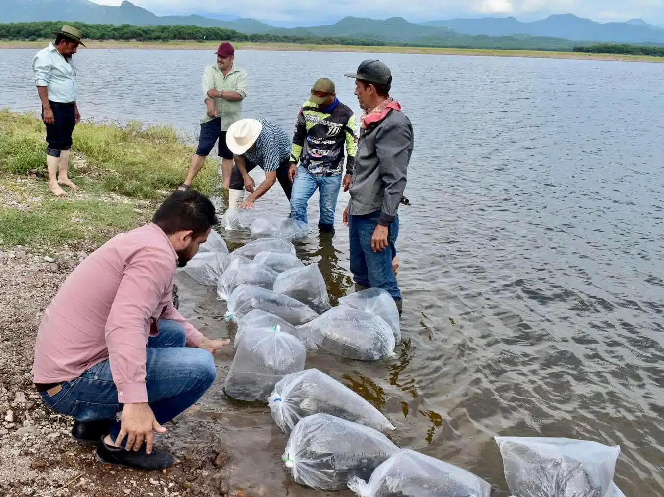 Personas y bolsas de alevines sobre el agua