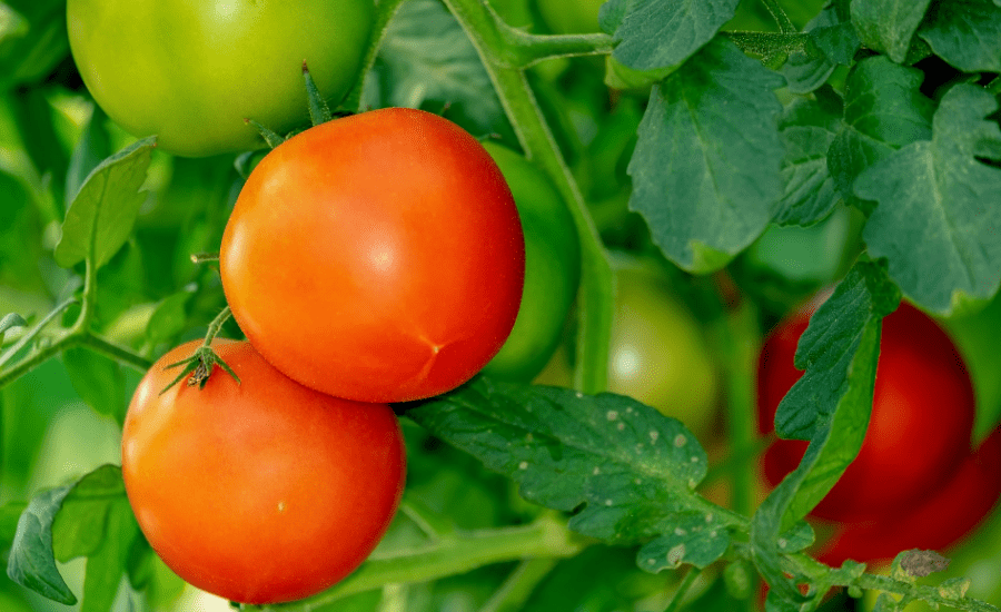 Cultivo de tomate