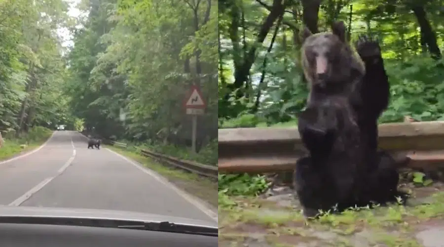 dos imágenes de un oso cruzando y saludando
