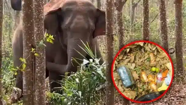 Elefante encuentra dos kilos de opio y alerta a la policía china