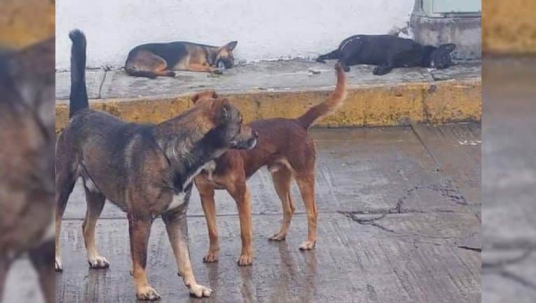 Envenenan a nueve perritos en municipio del Estado de México