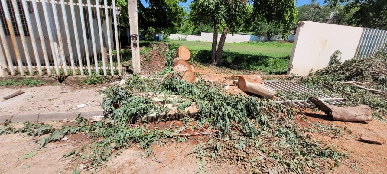 Con las lluvias un árbol cayó y derribó una barda del plantel.