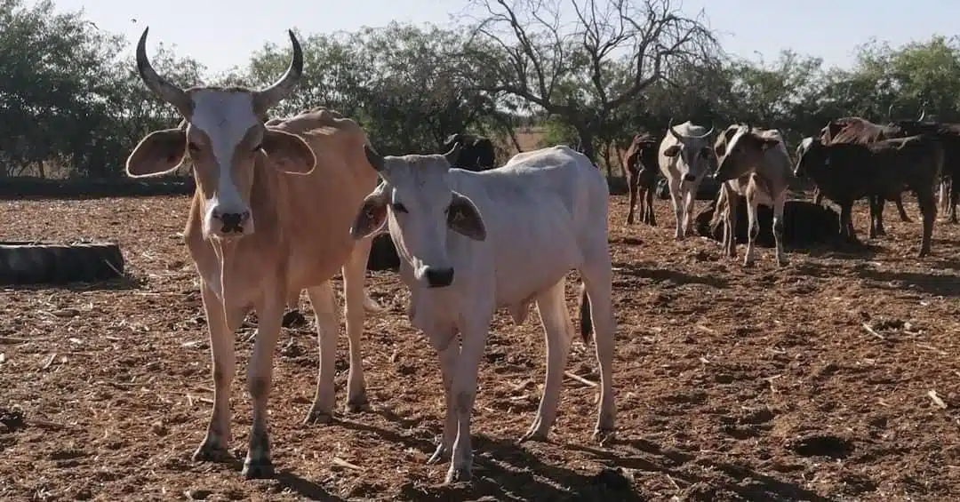 Dos vacas en primer plano, en el fondo hay más ganado