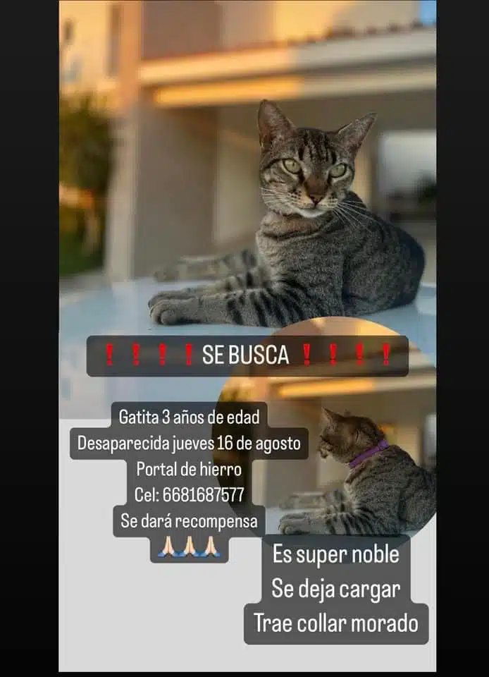 Fotos de una gata y letras de se busca